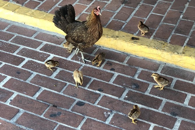 Southernmost Key West History and Culture Small-Group Walking Tour - Booking and Cancellation Policy