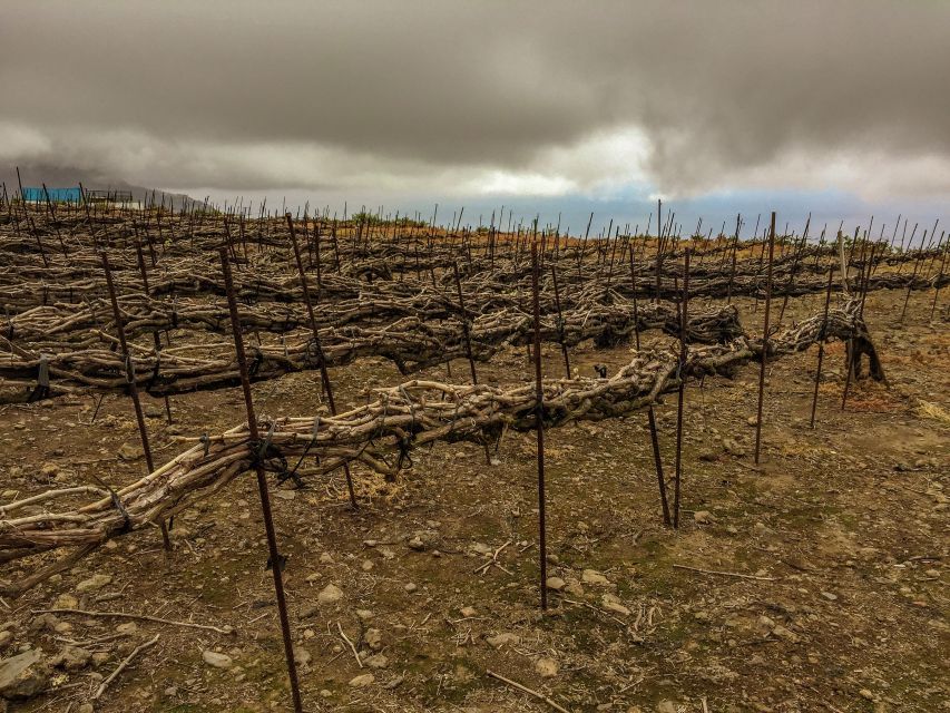 Tenerife Private Tour: Mount Teide Nature and Wine - Tour Details