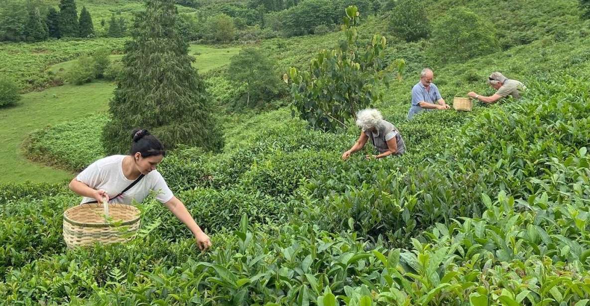 The Green Gold of Georgia - Tea Cultivation and Harvesting Techniques