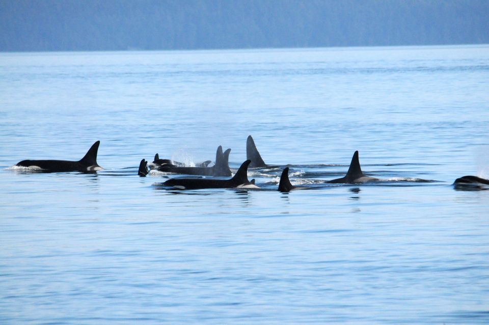 Vancouver, BC: Whale Watching Tour - Tour Duration and Guide Information