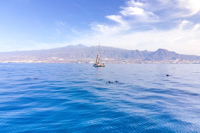 Watching and Listening Whales Visiting Los Gigantes&Masca. Food&Drinks Included