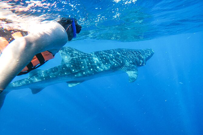 Whale Shark Adventure in Isla Mujeres and Cancun