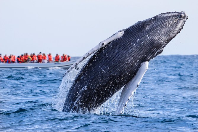 Whale Watching, The Famous Arch and Fast Boat Tour in Los Cabos - Tour Overview