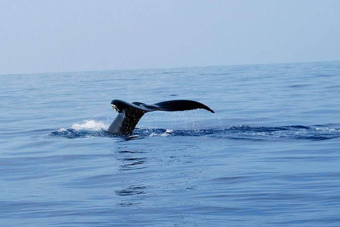Zodiac Raft Whale Watching Adventure - High-Speed Raft Tour Experience