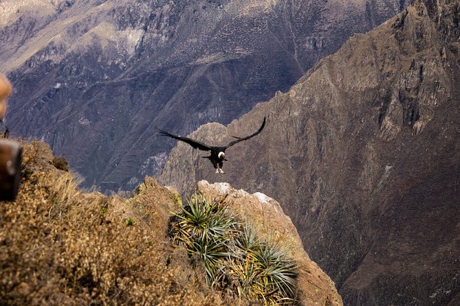 2 Day 1 Night Trek / Colca Canyon - Positive Highlighted Features