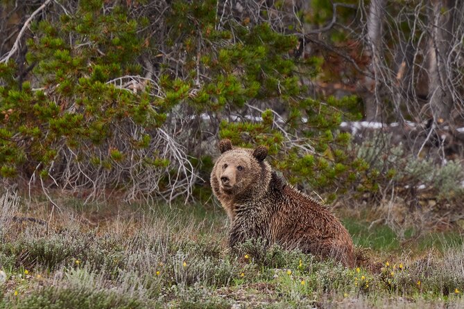 2-Day Yellowstone National Park Upper and Lower Loop Exploration - Wildlife Encounters