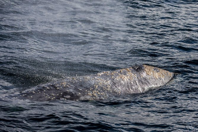 3-Hour Monterey Bay Winter Whale-Watching Tour - Wildlife Spotting Opportunities