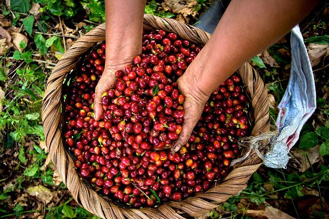 A Taste of Aquiares - 2 Hours Coffee Tour - Tour Overview