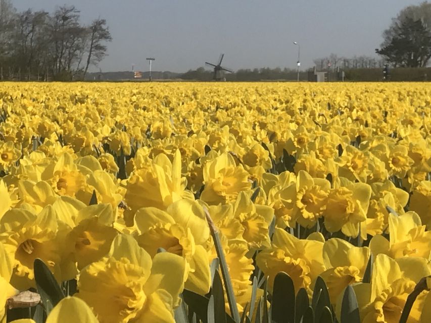Alkmaar: Tulip and Spring Flower Fields Bike Tour - Experience Highlights