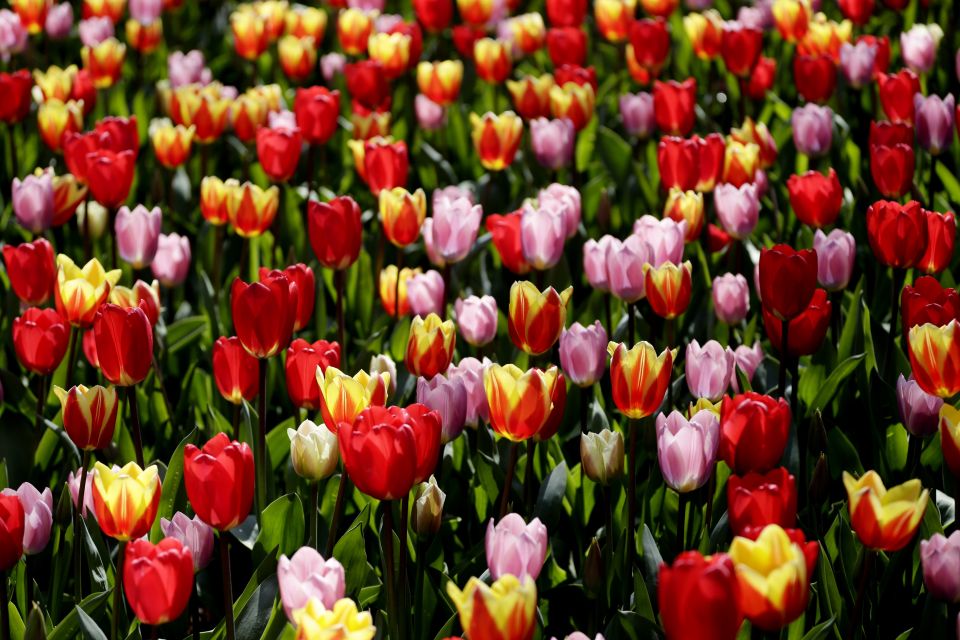 Amsterdam: Canal Cruise & Keukenhof Ticket With Shuttle Bus - Experience Highlights