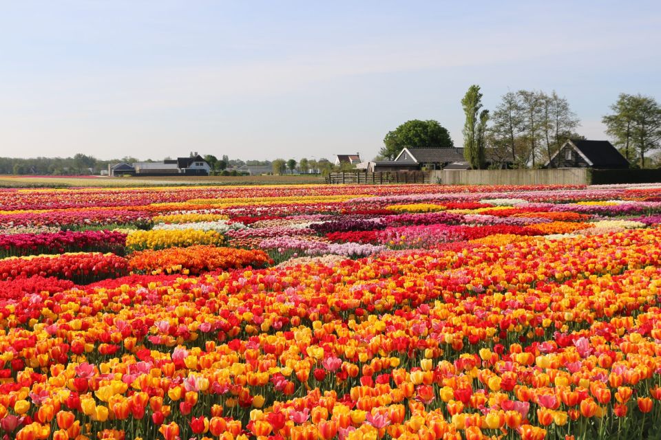 Amsterdam: Keukenhof & Tulip Experience Live Guided Day Tour - Highlights of the Day Tour