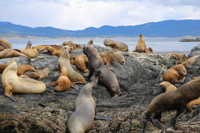 Beagle Channel Sailing Tour: Birds, Seals & Penguins Islands - Historical Insights