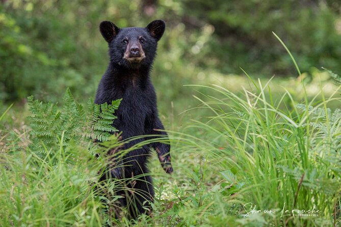 BLACK BEAR VIEWING AND WALKING AT OUTDOOR CTRS CANYON - Saguenay Guided Tours - Tour Provider Details