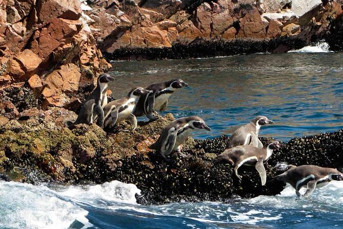 Boat Tour of the Ballestas Islands in Paracas - Customer Support