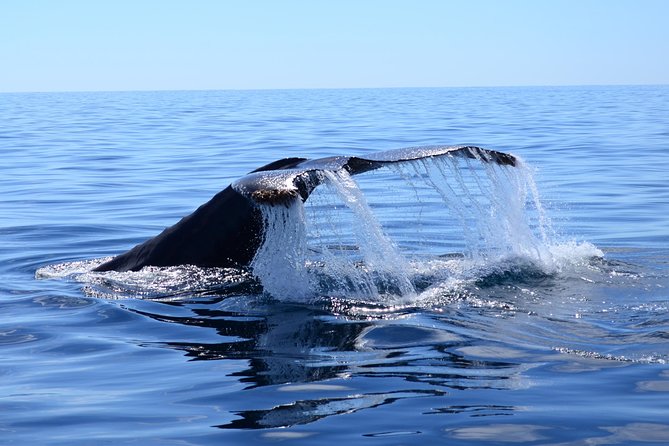 Cabo Private Whale Watching Tour - Incl FREE Photos & Whale Sightings Guarantee - Traveler Photos