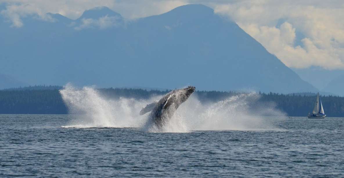 Campbell River: 6-Hour Whale Watching Boat Tour - Booking Information
