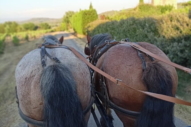 Carriage Rides in the Heart of the Luberon - Cancellation Policy