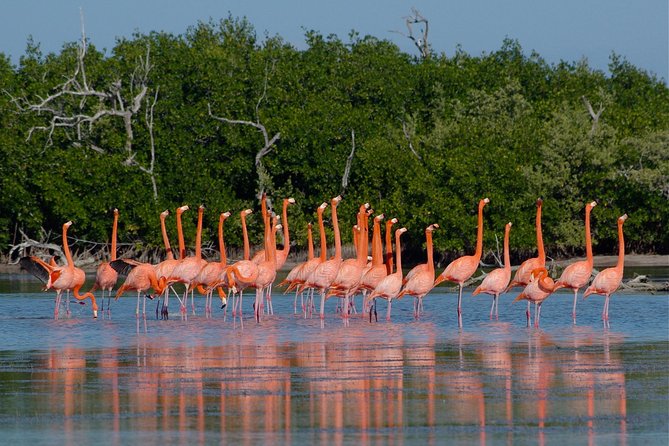 Coloradas Pink Lagoon Adventure From Playa Del Carmen and Riviera Maya - Pickup Information