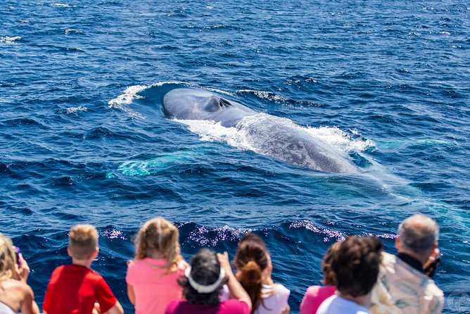 Dana Point Dolphin and Whale Watching Eco-Safari - Cancellation and Refund Policy