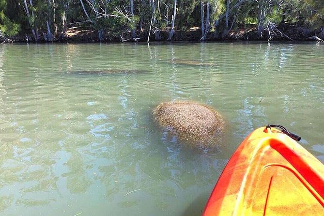 Dolphin & Manatee Kayaking Tour in Orlando Area - Meeting and Pickup Info