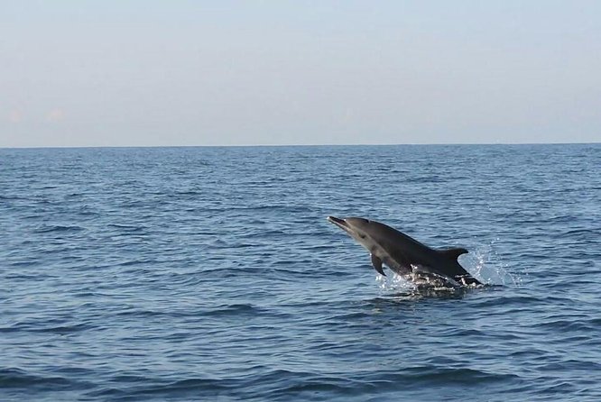 Dolphin Watching - Activities Offered