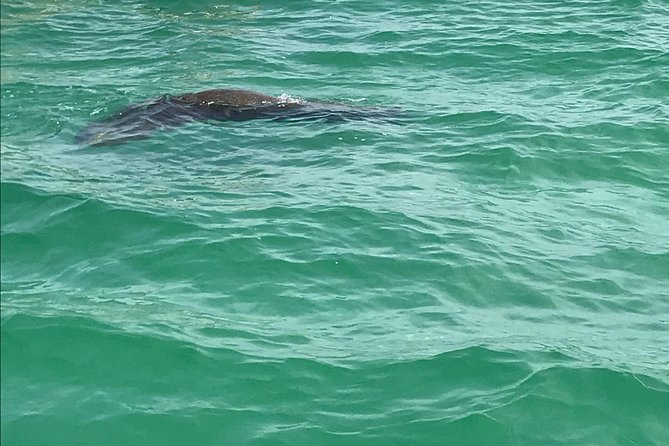 Egmont Key Snorkeling Dolphin Tour - Booking Information