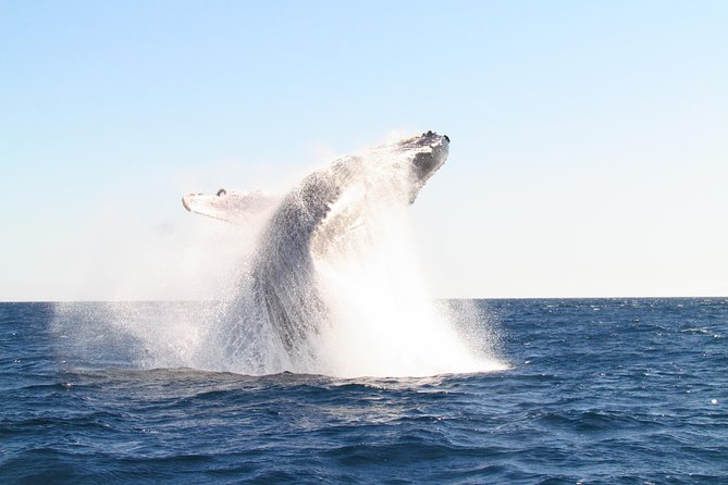 Family BEST Whale Watching Tour - Booking Information