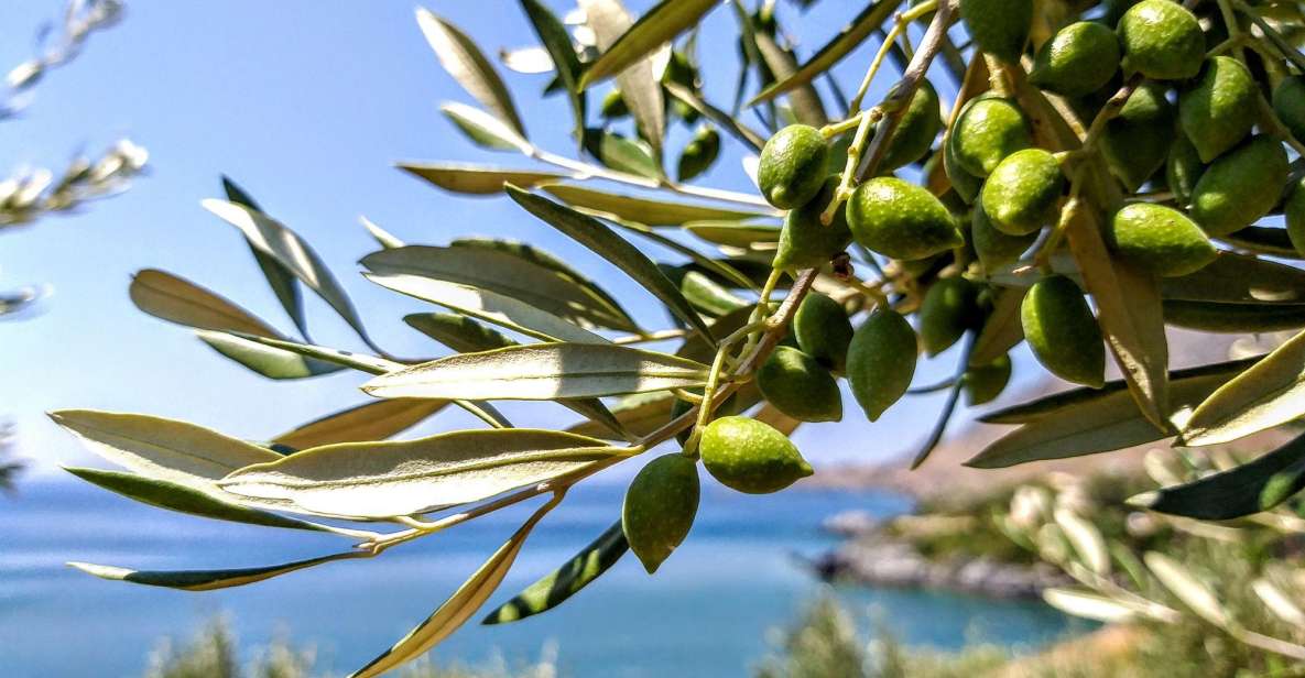 Five Days of Culinary Exploration in Laconias Peloponnese - Gastronomic Exploration in Laconia
