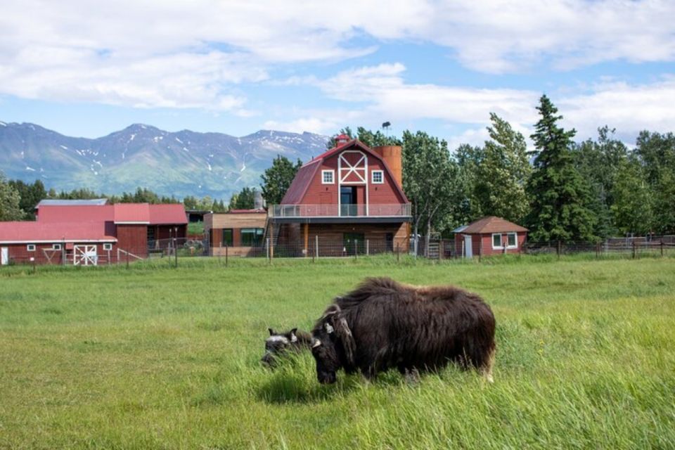 From Anchorage: Scenic Drive and Guided Musk Ox Farm Tour - Not Suitable for