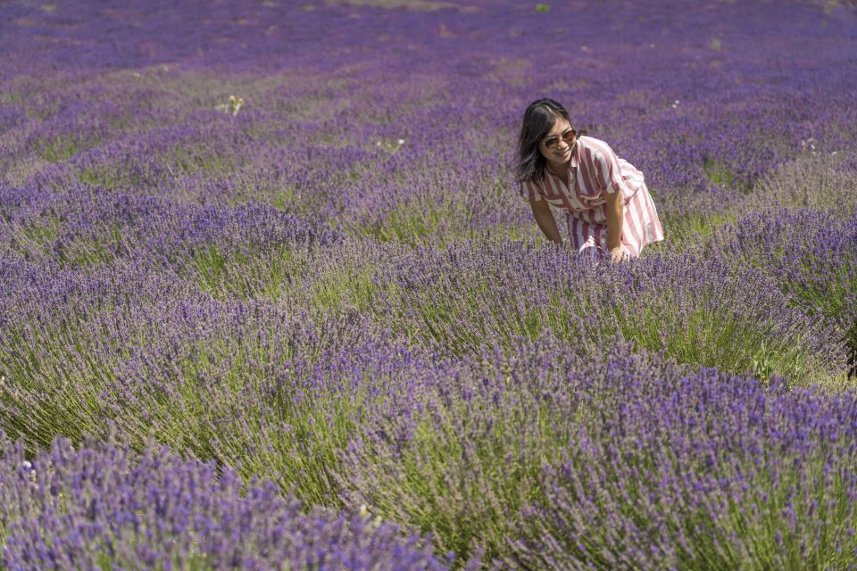 From Marseille: Lavender Full-Day Valensole - Itinerary Highlights