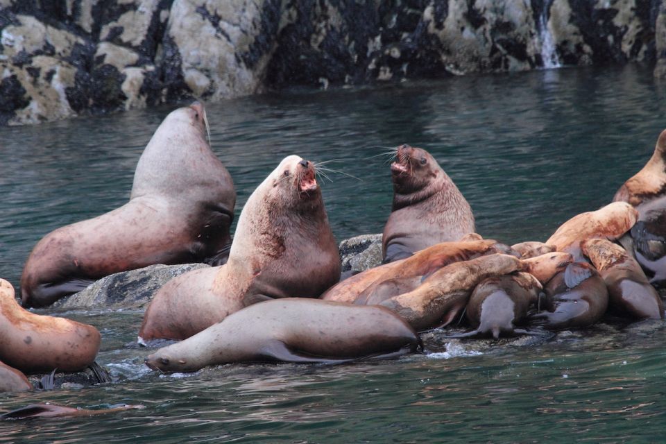 From Valdez: 7.5-hour Meares Glacier & Wildlife Cruise - Experience Highlights