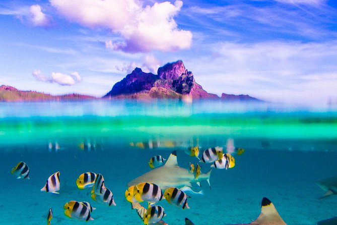 Full-Day Bora Bora Lagoon Cruise Including Snorkeling With Sharks and Stingrays - Logistics and Recommendations