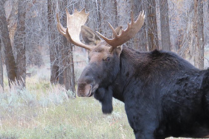 Grand Teton National Park - Sunrise Tour From Jackson Hole - Wildlife Watching Highlights