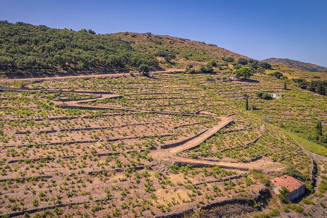 Hiking in the Vineyard in Banyuls-sur-Mer - Guided Hike Experience Details