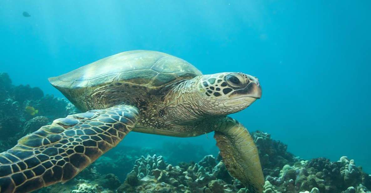 Hilo: Sea Turtle Lagoon and Black Sand Beach Snorkel - Experience Highlights