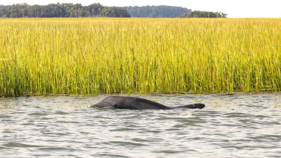 Hilton Head: Calibogue Sound Private Dolphin Boat Charter - Experience and Boat Charter Features