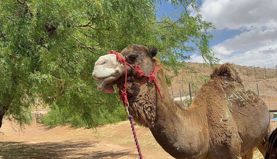Las Vegas: Desert Camel Ride - Experience Highlights