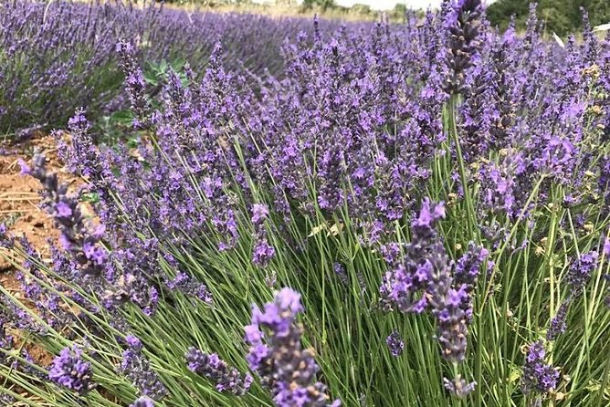 Lavender in Sault Small Group Half-Day Trip - Inclusions in the Tour Package