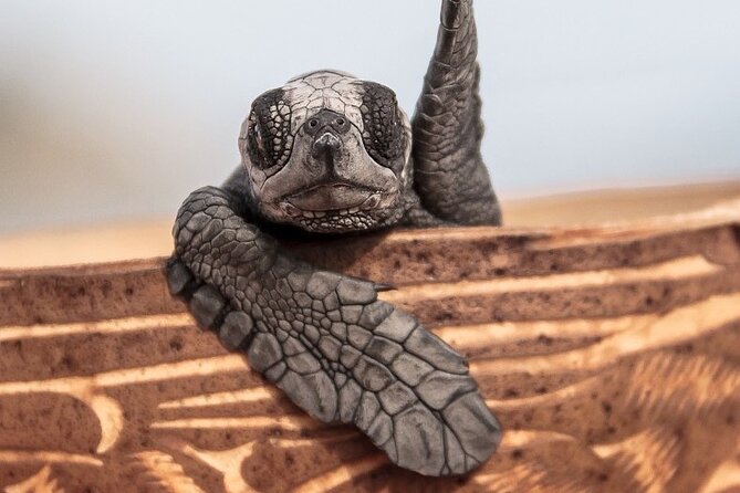 Los Cabos Turtle Release Conservation Program - Reviews