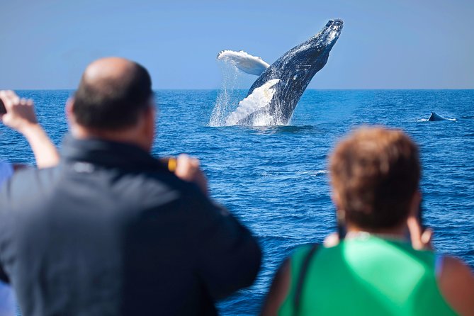 Los Cabos Whale Watching Cruise Including Breakfast - Customer Reviews