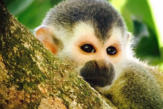 Manuel Antonio National Park Full Wildlife - Guided Tours for Animal Encounters