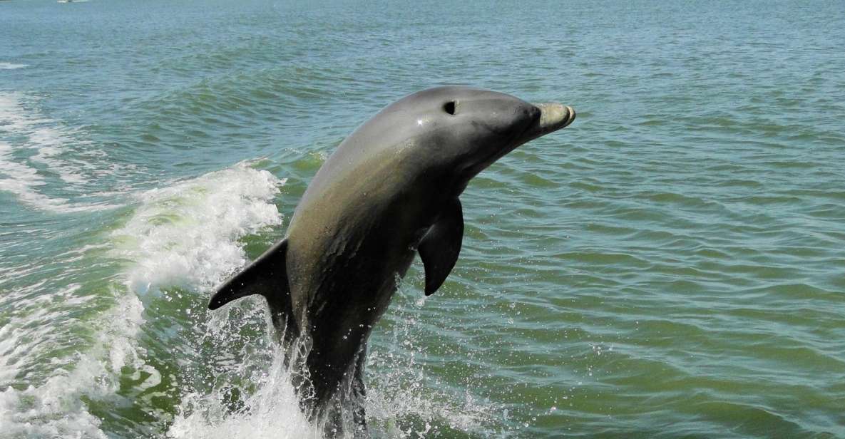 Marco Island: 2-Hour Dolphin, Birding, and Shelling Tour - Wildlife Encounters
