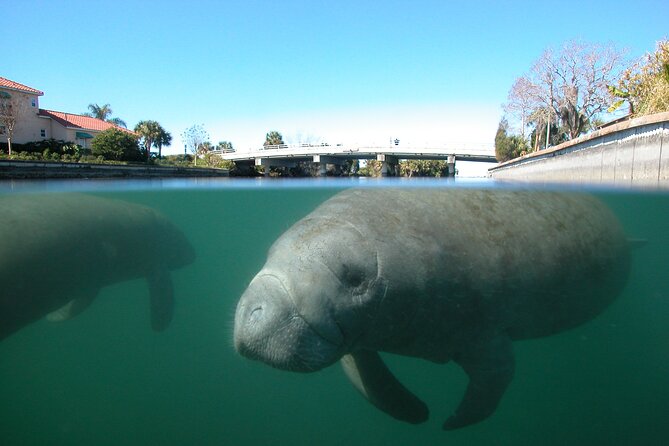 Morning Swim and Snorkel With Manatees-Guided Crystal River Tour - Meeting Point and Logistics