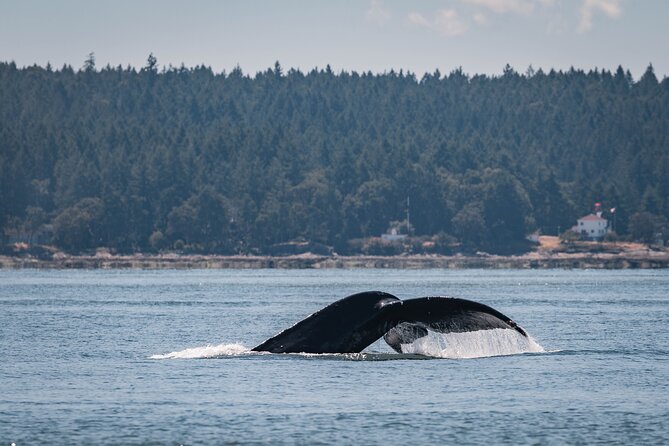 Nanaimo Whale Watching in a Semi-Covered Boat - Tour Experience