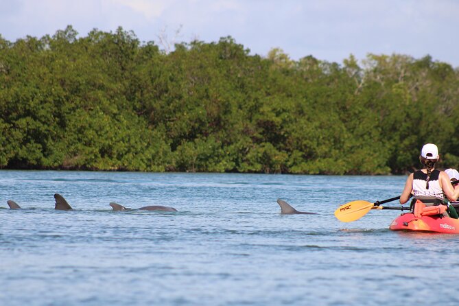 Nauti Exposures - Guided Kayak Tour Through the Mangroves - Equipment and Inclusions