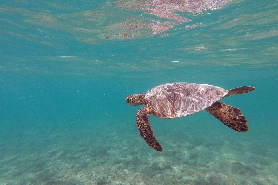 Oahu: Kailua Guided Kayak Excursion With Lunch - Experience Highlights