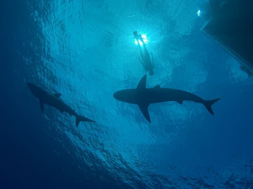 Oahu: North Shore Cageless Shark Snorkeling Tour - Encounter Sharks and Marine Life