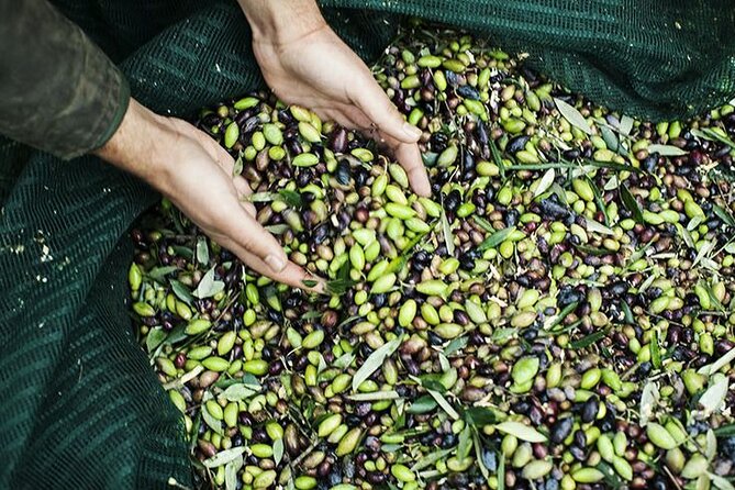 Olive Tour & Tasting - Traditional Olive Mill Tour