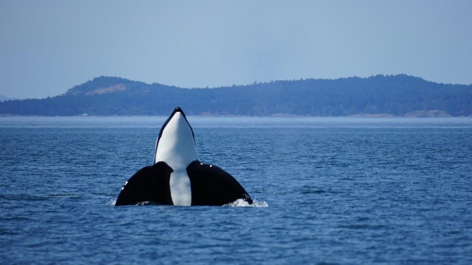 Orcas Island: Orca Whales Guaranteed Boat Tour - Live Tour Guide and Language