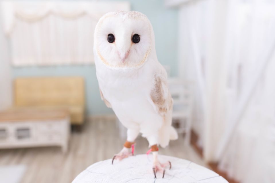 Owl Cafe Tokyo Akiba Fukurou - Duration and Availability